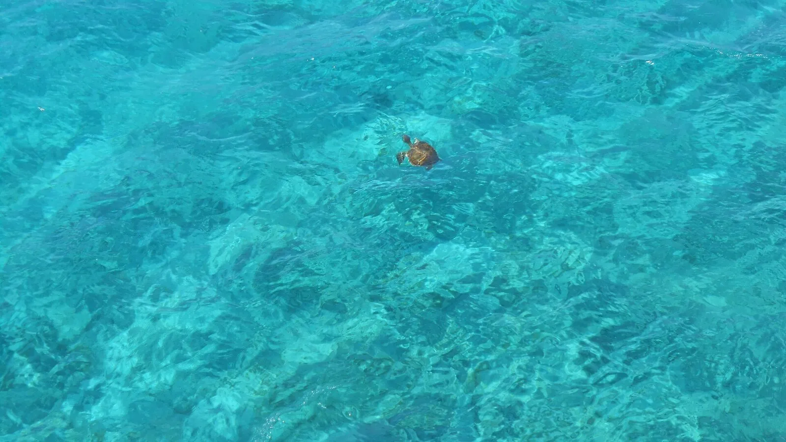 Le tartarughe Caretta caretta a Lampedusa
